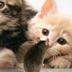 Illustration for article titled Parasites trick their rat hosts into being eaten by cats